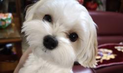 Featured image of post Lunar New Year in 2026