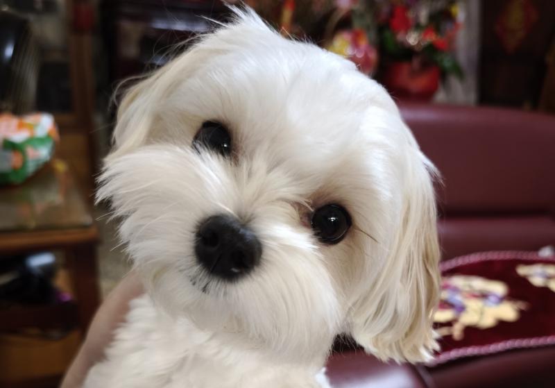 Featured image of post Lunar New Year in 2026