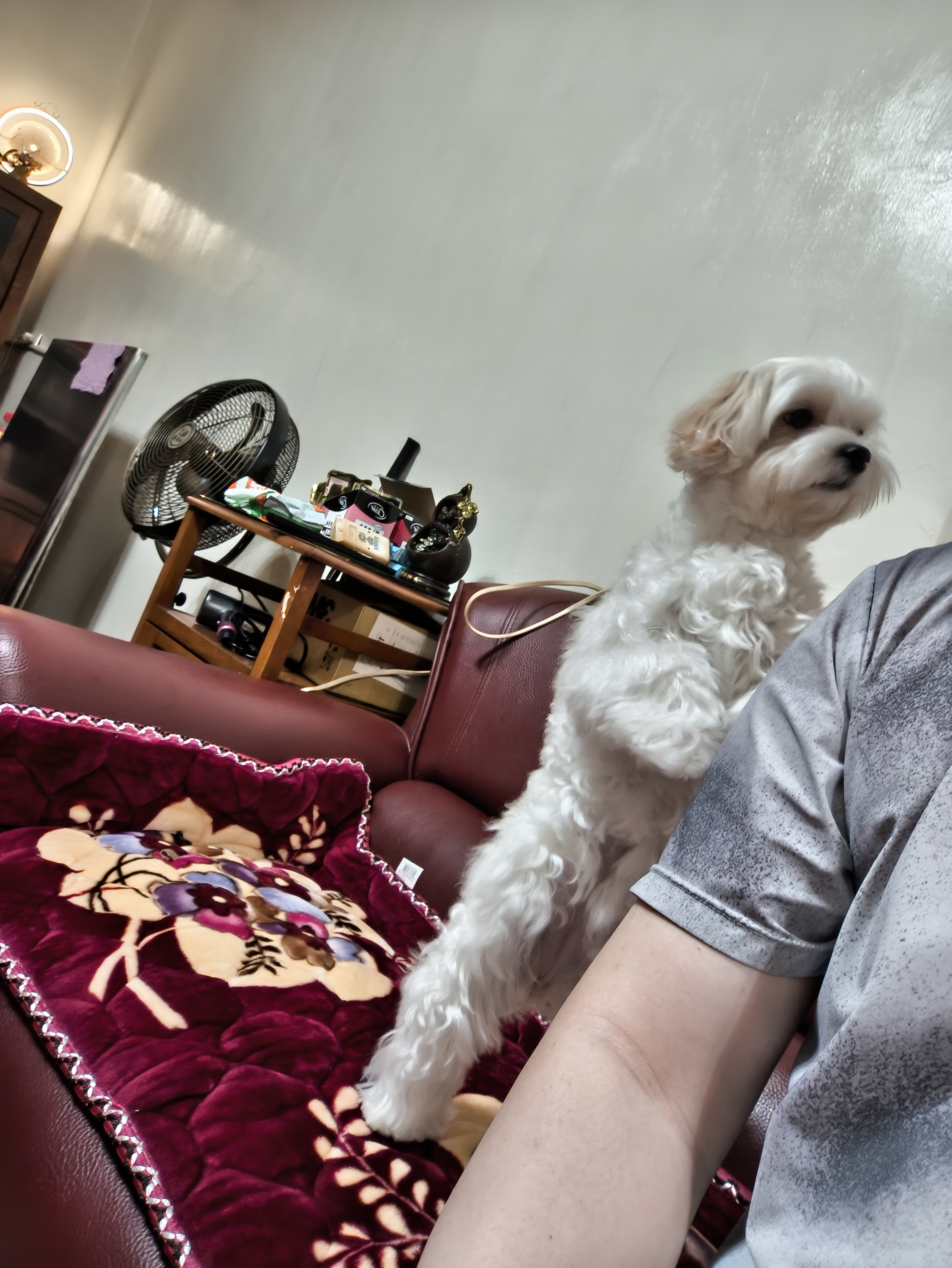 My puppy hide behind me