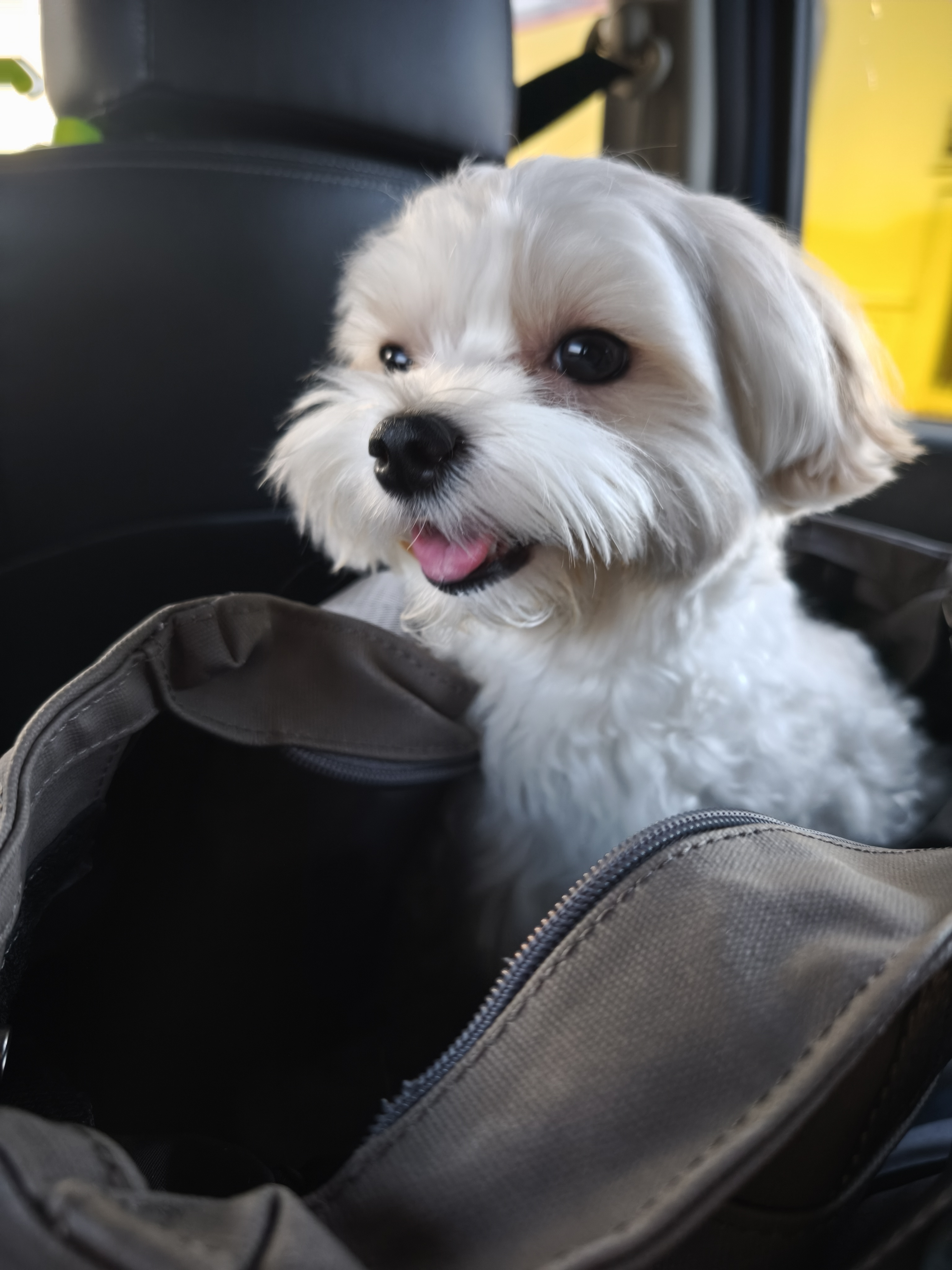 My puppy was In the Car