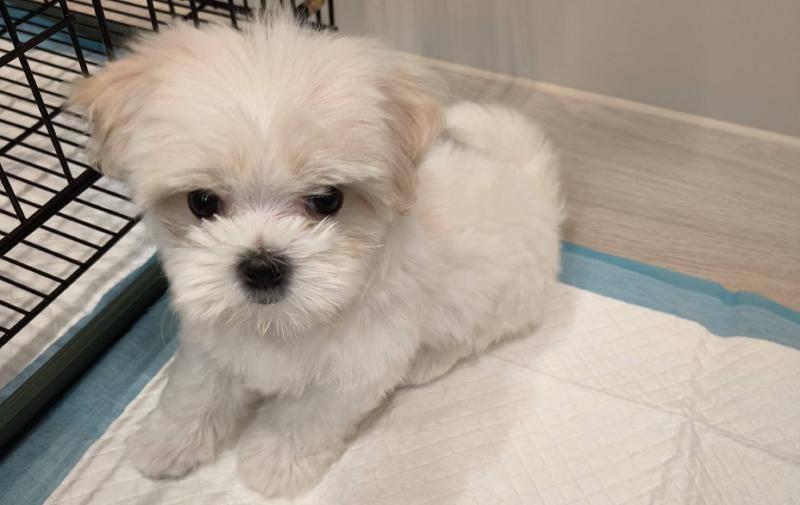 Featured image of post Welcome to My Family